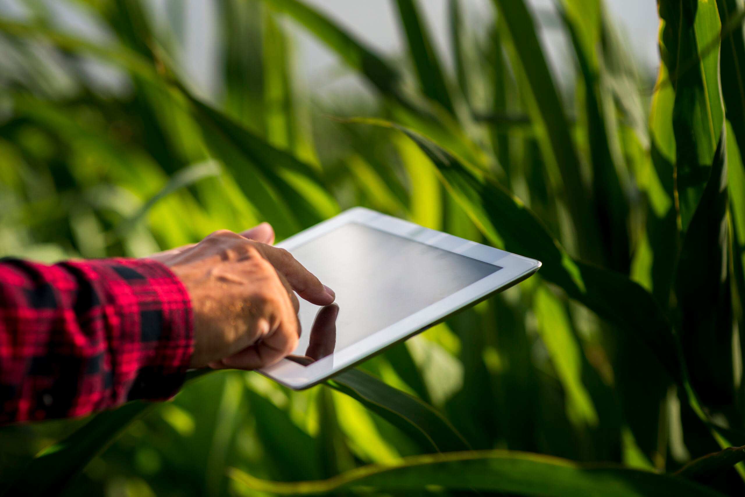 Utilisateur d'une tablette par un agriculteurs dans un champ de maïs