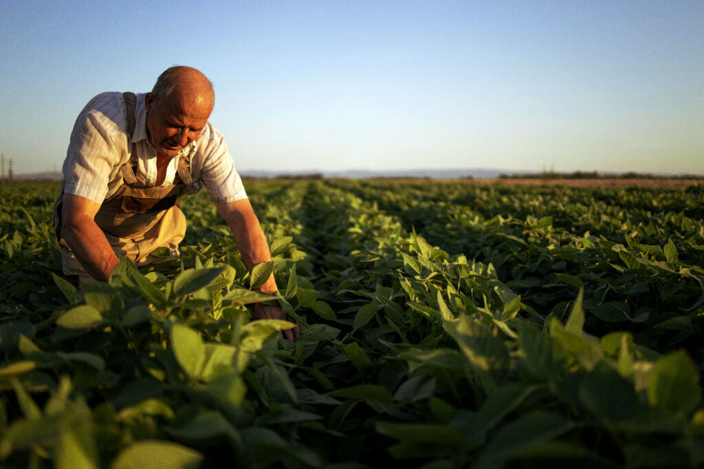 Un agronome senior contrôle la qualité du soja au champ avant la récolte