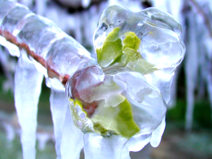 Pour protéger les bourgeons du gel, on peut aussi les asperger d'eau et la laisser geler