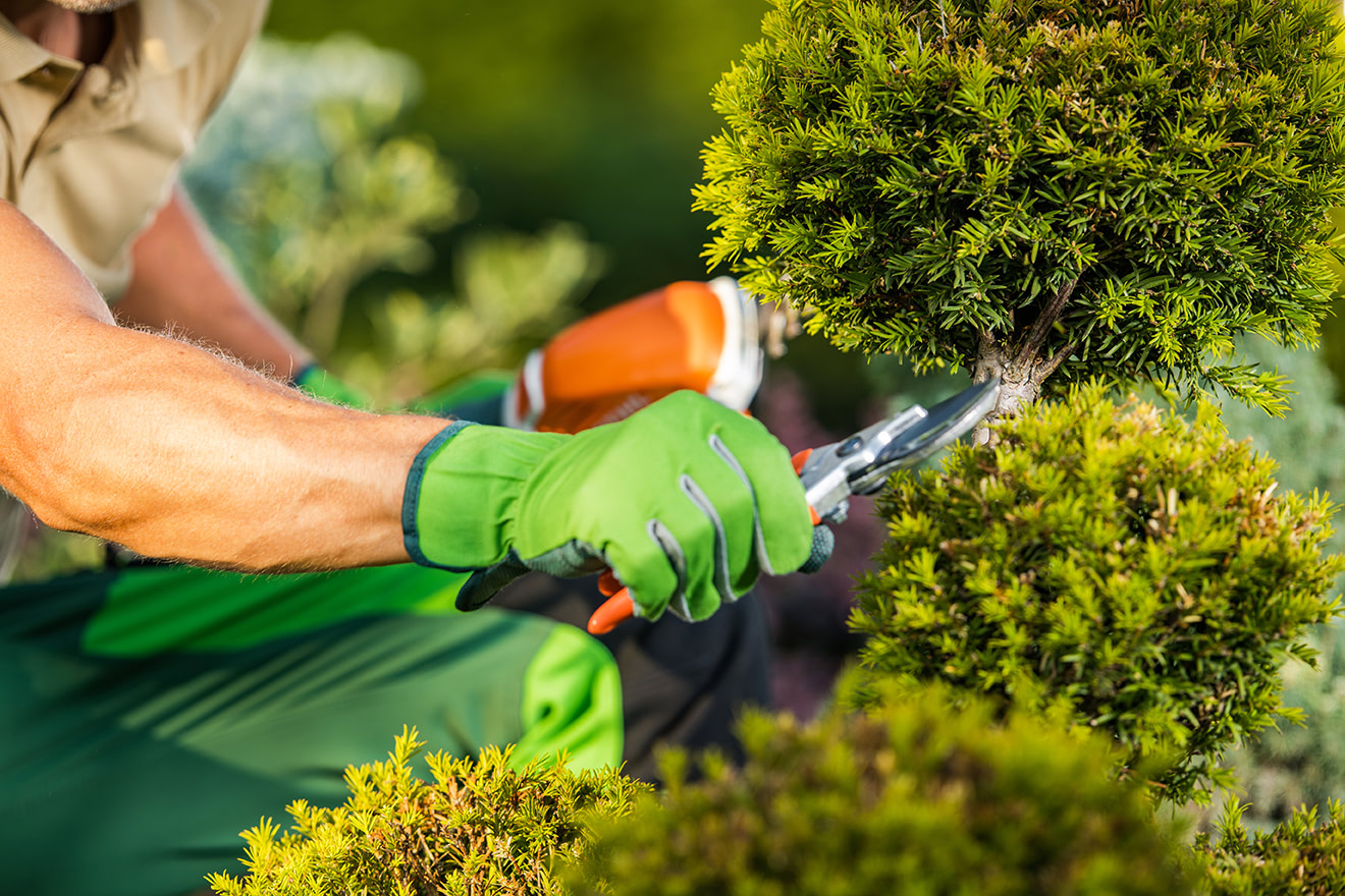 Taille d'un arbuste d'espaces verts à l'aide d'un sécateur