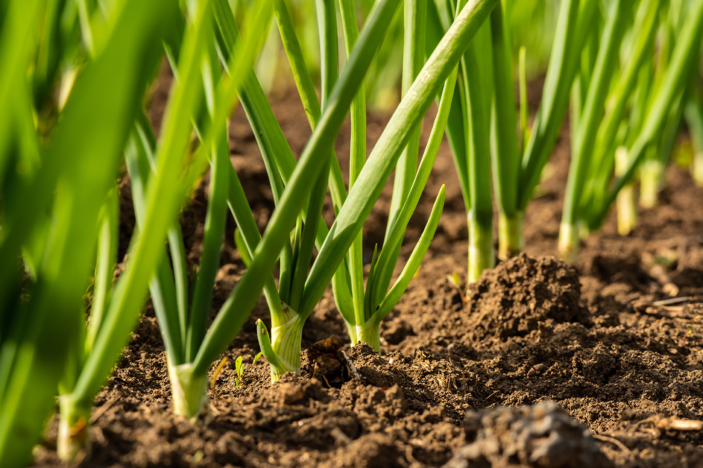 Zoom sur des plants d'oignons verts dans un champ