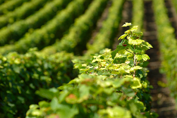 Gros plan sur des rangées de vigne