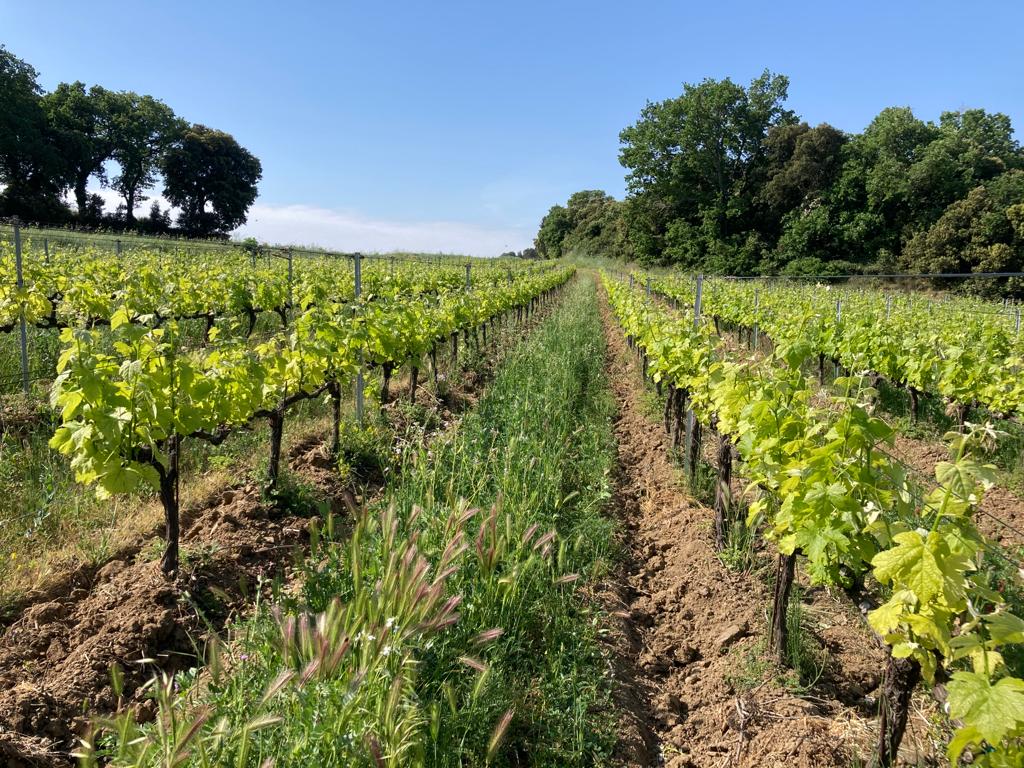 Implantation de couverts végétaux sur une parcelle de vigne du Mas des Boutes, propriété de Bernard Perret à Tresques.