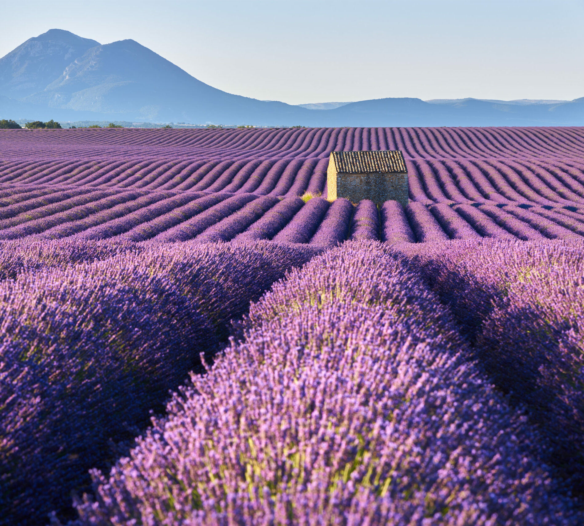 Champ de lavande en fleur sur le plateau de Valensole