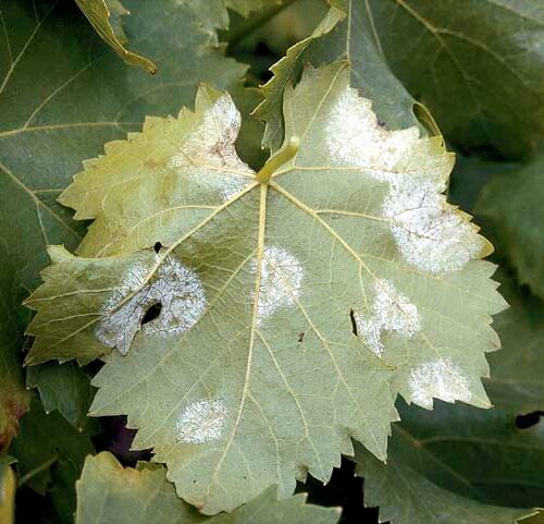 Symptômes de mildiou sur la face inférieure d'une feuille de vigne