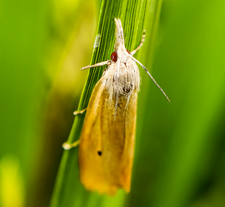 On peut désormais lutter contre la pyrale du riz grâce à la confusion sexuelle