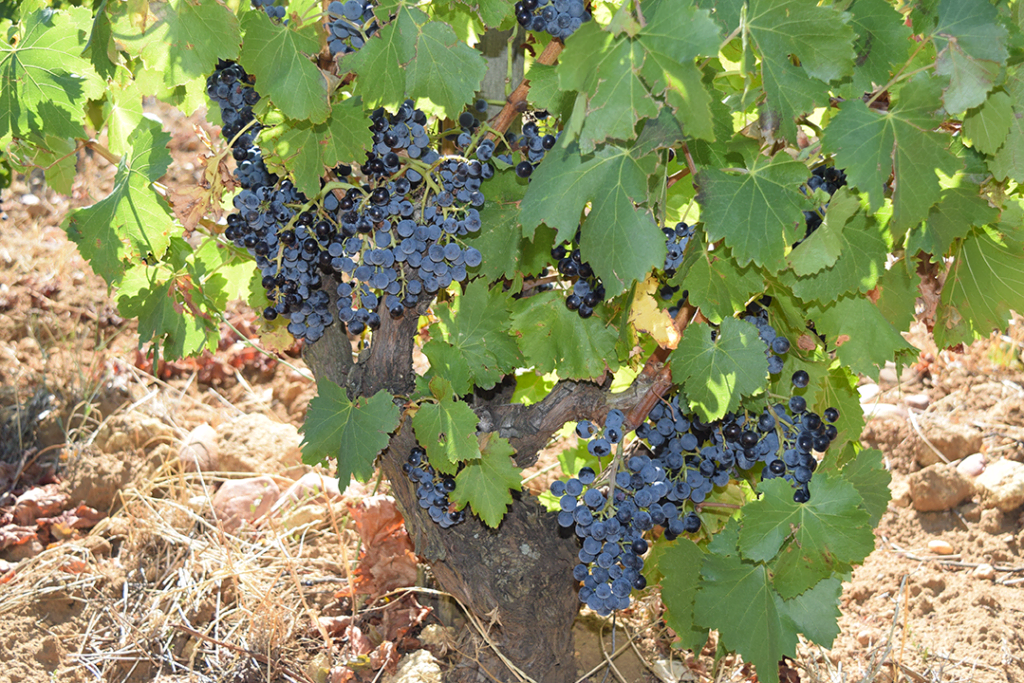 Grappes de raisin de grenache avant la vendange