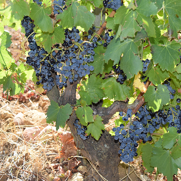 Grappes de raisin de grenache avant la vendange