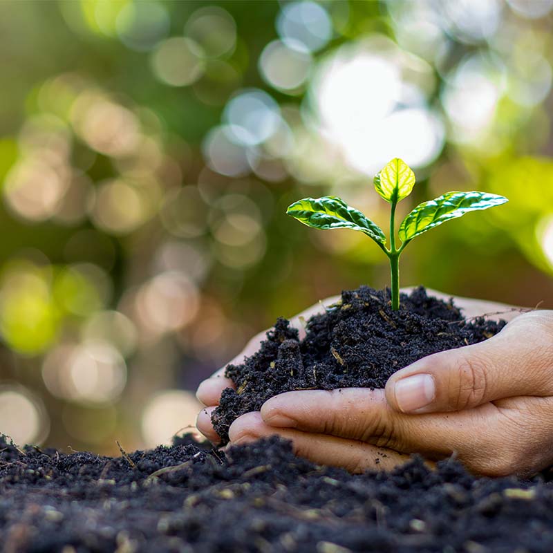 Un biostimulant est un produit qui stimule le processus de nutrition des plantes