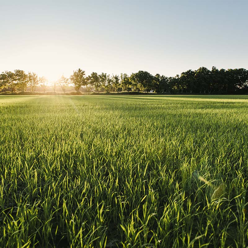 Gérer la nutrition des céréales en oligo éléments est essentielle