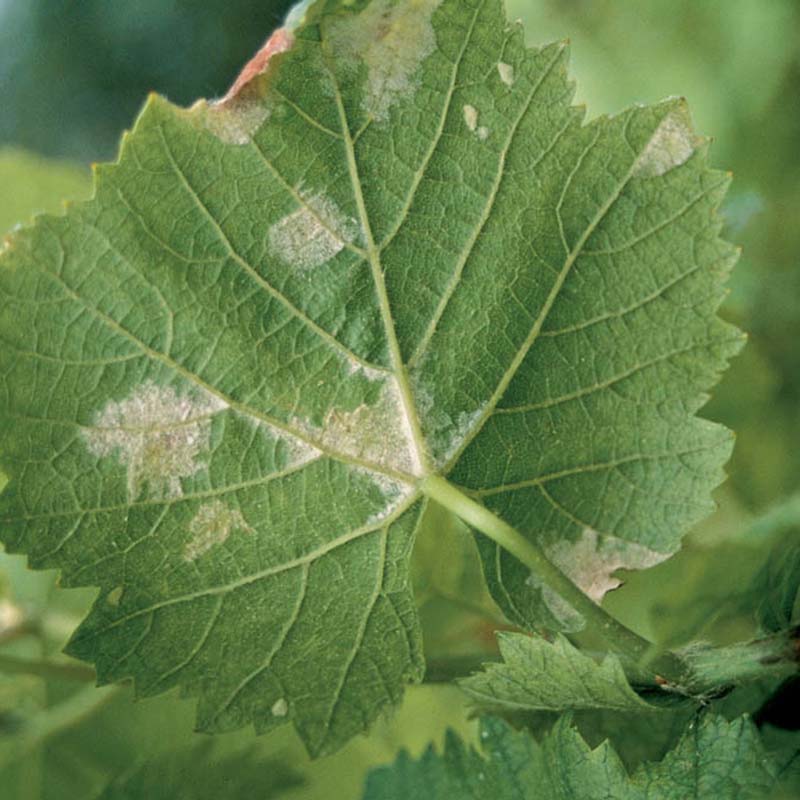 Les solutions pour lutter contre le mildiou de la vigne se raréfient
